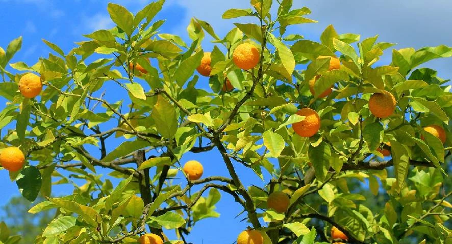 Espace convivial au Burck