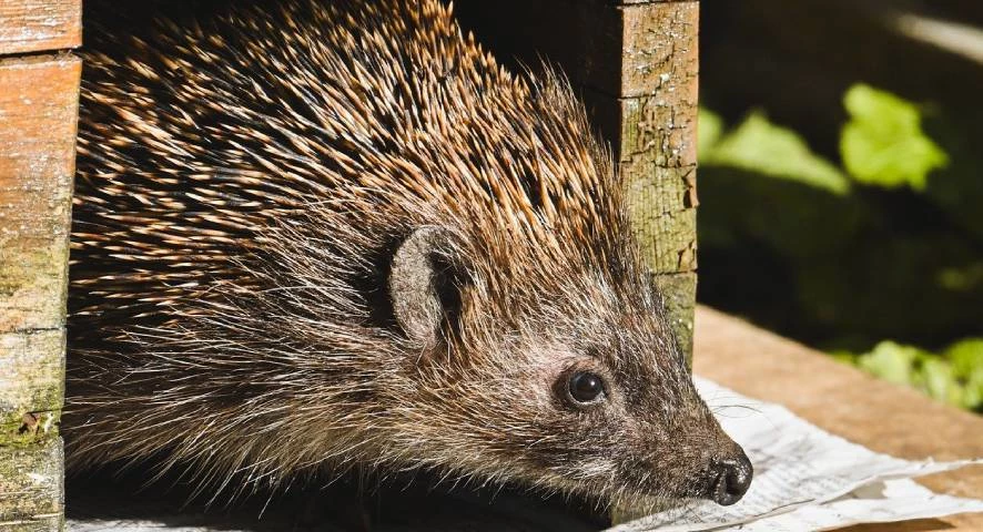 Fabrication de cabanes à hérisson