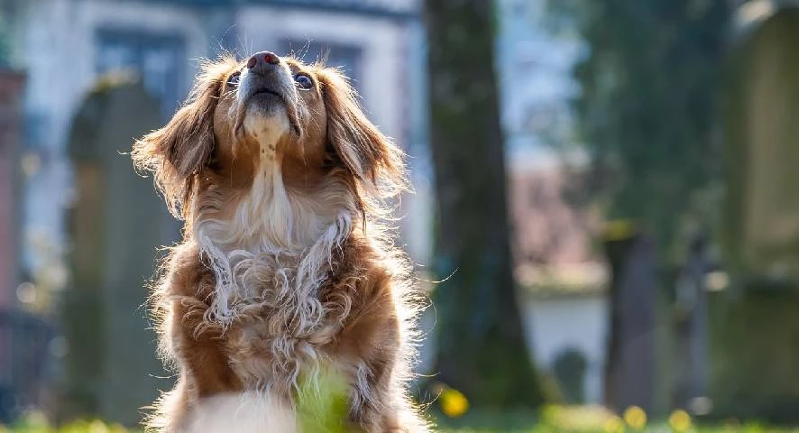 Installation de parcs canins en ville