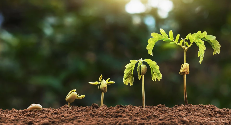 Plantation d'arbres intersection Castelnau-Chut