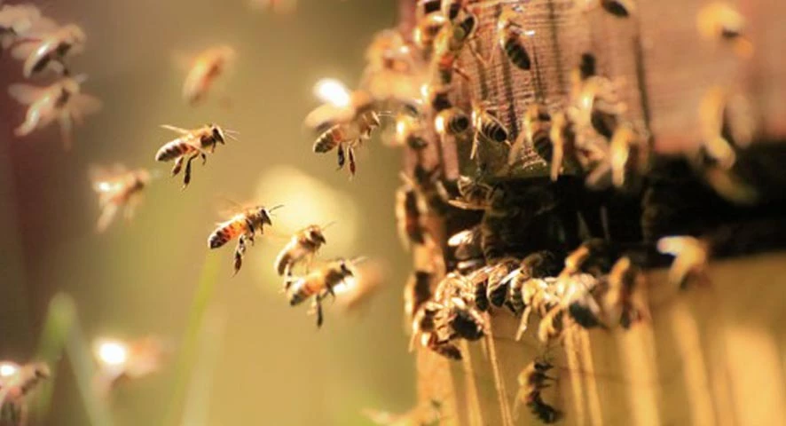 Ruches dans le parc du Vivier